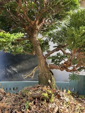 bonsaï Hinoki Chamaecyparis ( Japon / Japonais / Japan ) Bonsaitree Baum