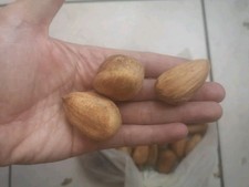 10 GRAINES Pin Bunya Araucaria bidwillii SEEDS comestible conifère rustique pine