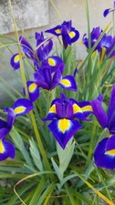 Iris x hollandica 'Bleu' / Iris de Hollande  / Conteneur de 1 à 1.9 litres / ...