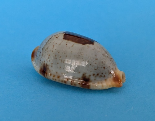 Cypraea clavicola gem - cypraea,