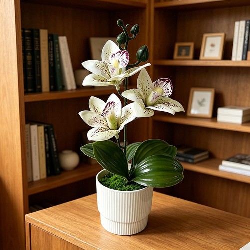 Fausse orchid cymbidium - orchid��e,