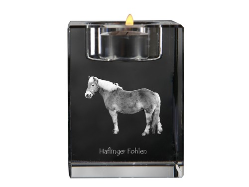 Haflinger foal bougeoir avec - haflinger,