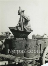 VENDANGE vers 1930 Provence viticulture vigne vin photo 17 x 12 cm raisins