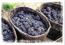 CARTE POSTALE  PHOTO, PORTOIRES DE VENDANGE, RAISIN, VIGNE, CARTE VIERGE