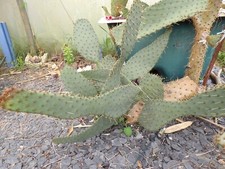 1 x BOUTURE Opuntia