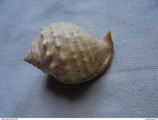 Ancien - Coquillage de collection