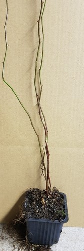Rosa multiflora inermis - rosa, 'inermis'