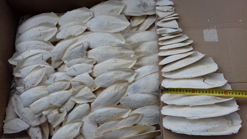 Seiche 5 kg - os, de