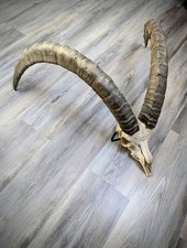 Crâne Trophée Bouquetin