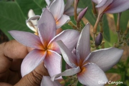 Plumeria frangipanier blue - plumeria,