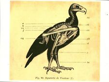 Cabinet de curiosité planche