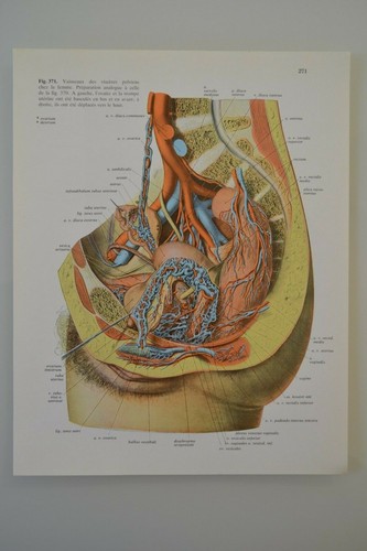 Planche anatomie humaine - planche,