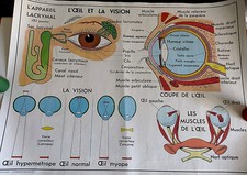 EYE - EAR - NOSE Anatomy 1960 Vtg Old French Educational School Chart Poster