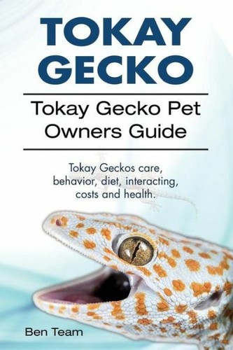 Tokay gecko - gecko, pet