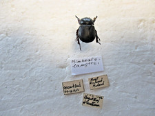 Entomologie  Dynastidae Nimbacola lamottei Rarissime RCI