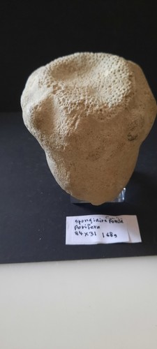 Collections fossile grosse - fossile,,