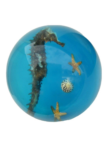 Hippocampe inclusion resine