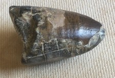 Fossile Dent de Dinosaure