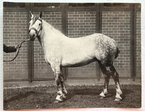 France cheval jument - france,