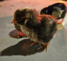 (10) Golden Cuckoo Maran