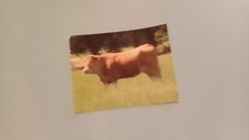 Vache limousine, une vache à lunettes. Rare. 4 Cartes postales pour le prix