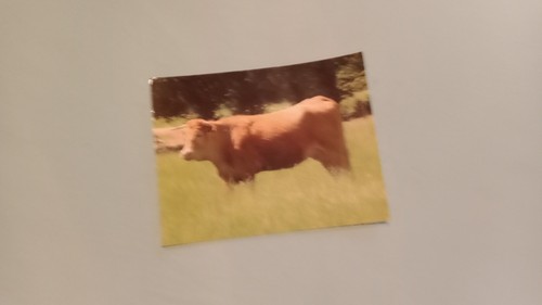 Vache limousine une - vache, à