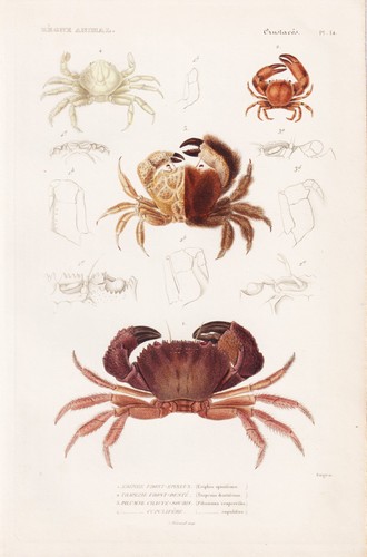 Eriphia spinifrons crabes - eriphia,