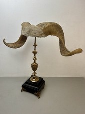 cabinet de curiosité  taxidermie Trophée Corne de Bélier