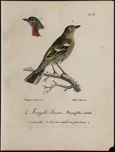 1830 pinson des - -,