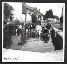 2002  --  VACHE A L ABREUVOIR A MERU . 3X653