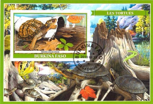 Bloc 2019 utilisé tortues - bloc,