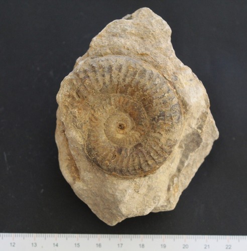 Ammonite fossile grammoceras - ammonite,