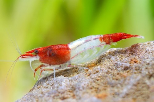 Lot crevettes red rili - 10,