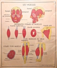 Ancienne  Affiche scolaire