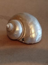 Grande Coquille D’escargot De Mer Perlé Nacré  cachant un mètre objet de vitrine