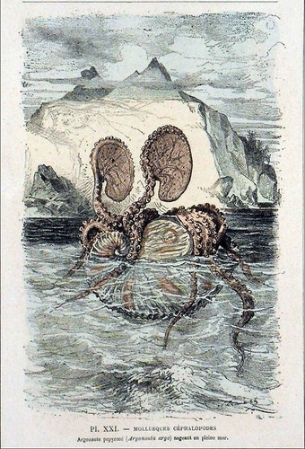 Mollusque céphalopodes - mollusque,