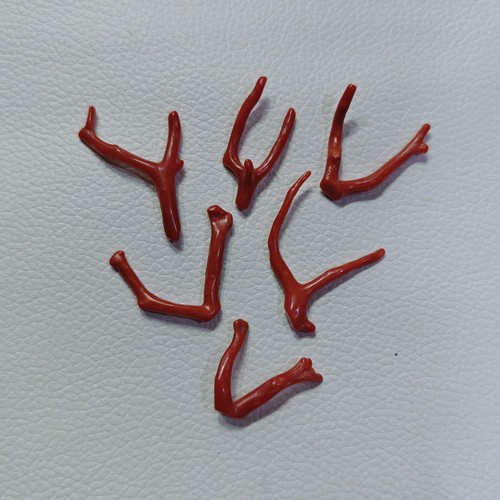 Véritable branche corail - véritable,