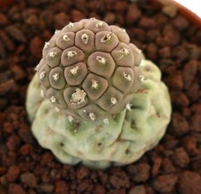 Tephrocactus geometricus TWO