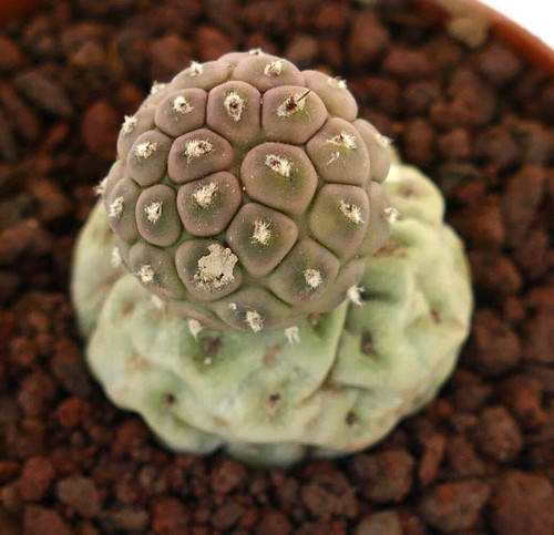 Tephrocactus geometricus two - tephrocactus,