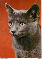 Carte Postale - Animaux -