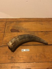 Hill Country Cow horn large