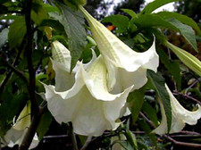 3 graines TROMPETTES DES