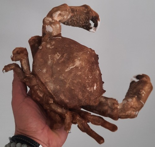Curiosité taxidermie - curiosité,
