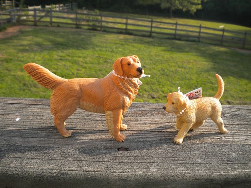 Golden retriever pup by - &,