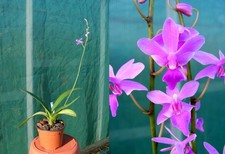 Phalaenopsis Purple Gem, orchidée, Orchid,