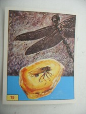 Stikers album PANINI 1992 immage Animaux Prehistorique Prehistoric Vignette n°19