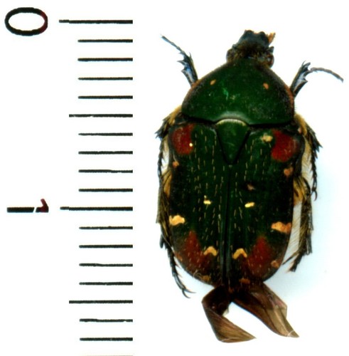 Cetoniidae oxycetonia - -,