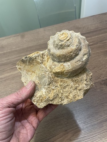 Gros coquillage fossile - coquillage,