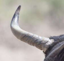 Affiche corne de taureau (63 x