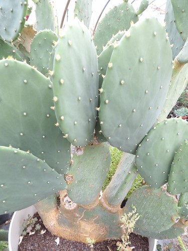 Opuntia cacanapa elisiana - opuntia, 'elisiana'